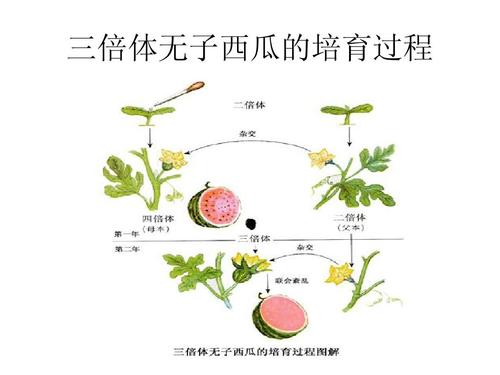 无子水果是怎样培育出来的，水果种植物教程图解大全。 无子水果是怎样培育出来的，水果种植物教程图解大全。 畜牧养殖