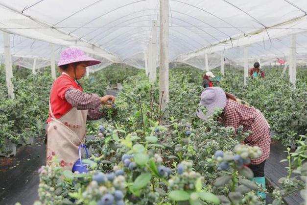 哪个省份适合种植蓝莓，蓝莓水果种植批发基地在哪里。 哪个省份适合种植蓝莓，蓝莓水果种植批发基地在哪里。 土壤施肥