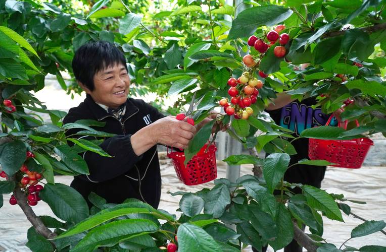 大棚里面种植樱桃挣钱，还是种植草莓挣钱？这两个水果哪个效益高，草莓种植图片水果大全大图。 大棚里面种植樱桃挣钱，还是种植草莓挣钱？这两个水果哪个效益高，草莓种植图片水果大全大图。 蔬菜种植