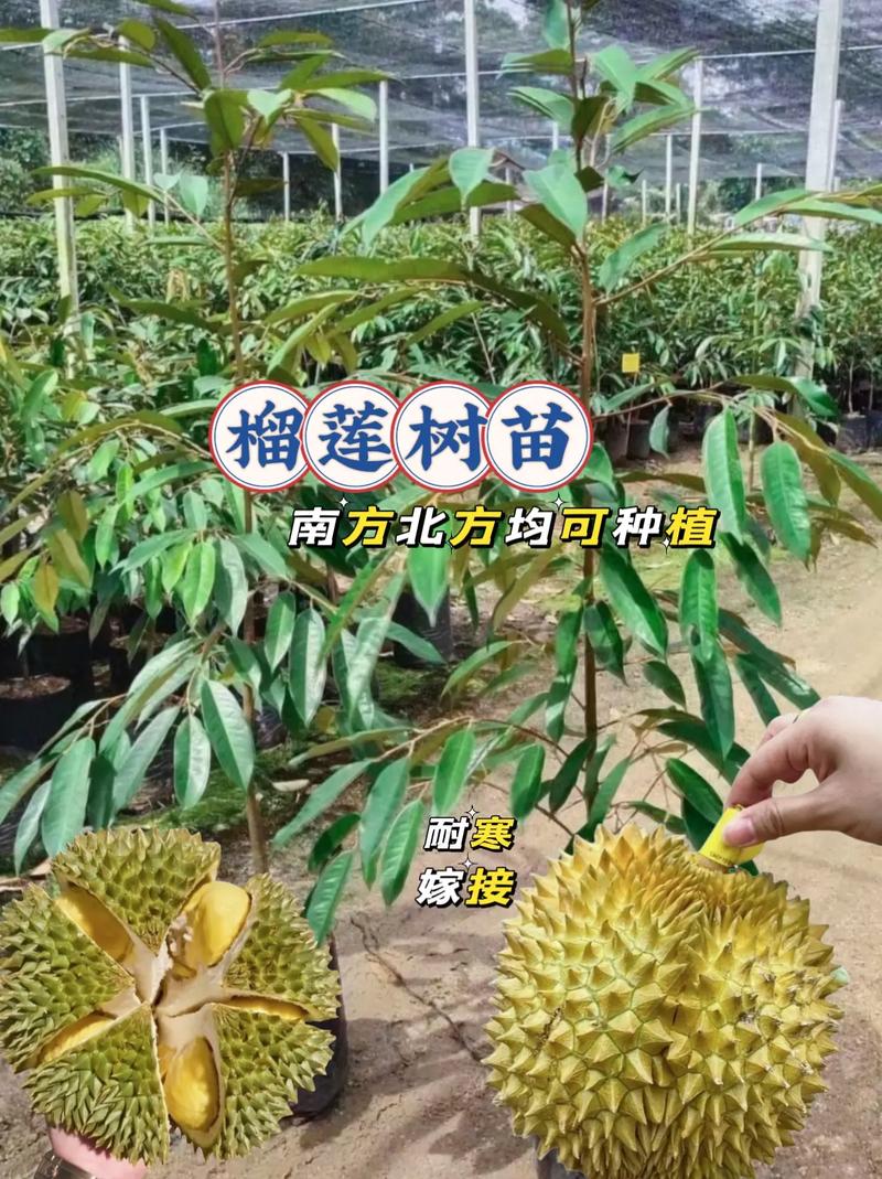 广东罗定可种榴莲吗，云浮榴莲水果种植基地在哪里。 广东罗定可种榴莲吗，云浮榴莲水果种植基地在哪里。 土壤施肥