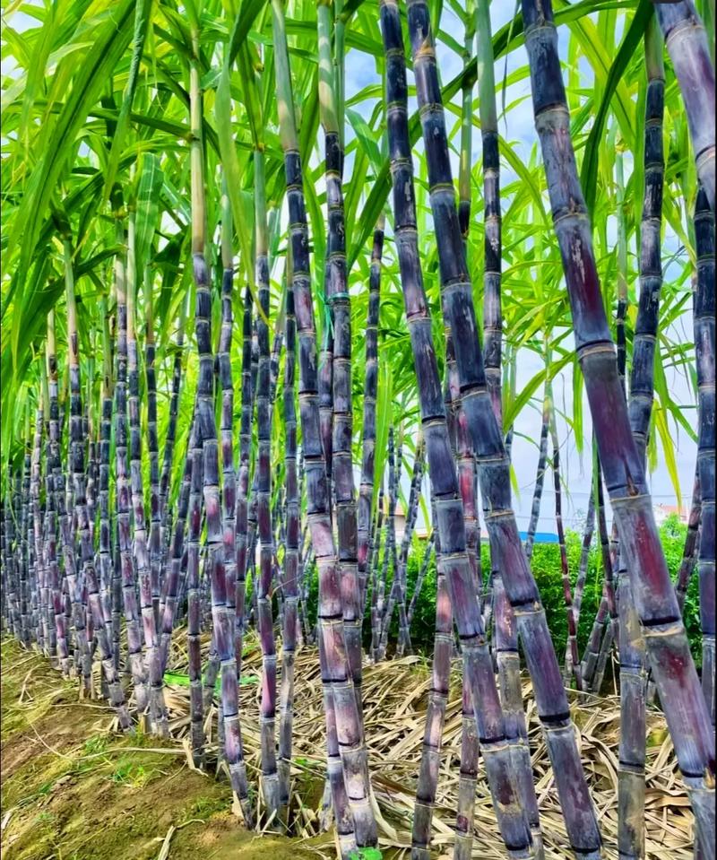 立冬要干什么呢，汕头水果甘蔗种植基地在哪里。 立冬要干什么呢，汕头水果甘蔗种植基地在哪里。 土壤施肥