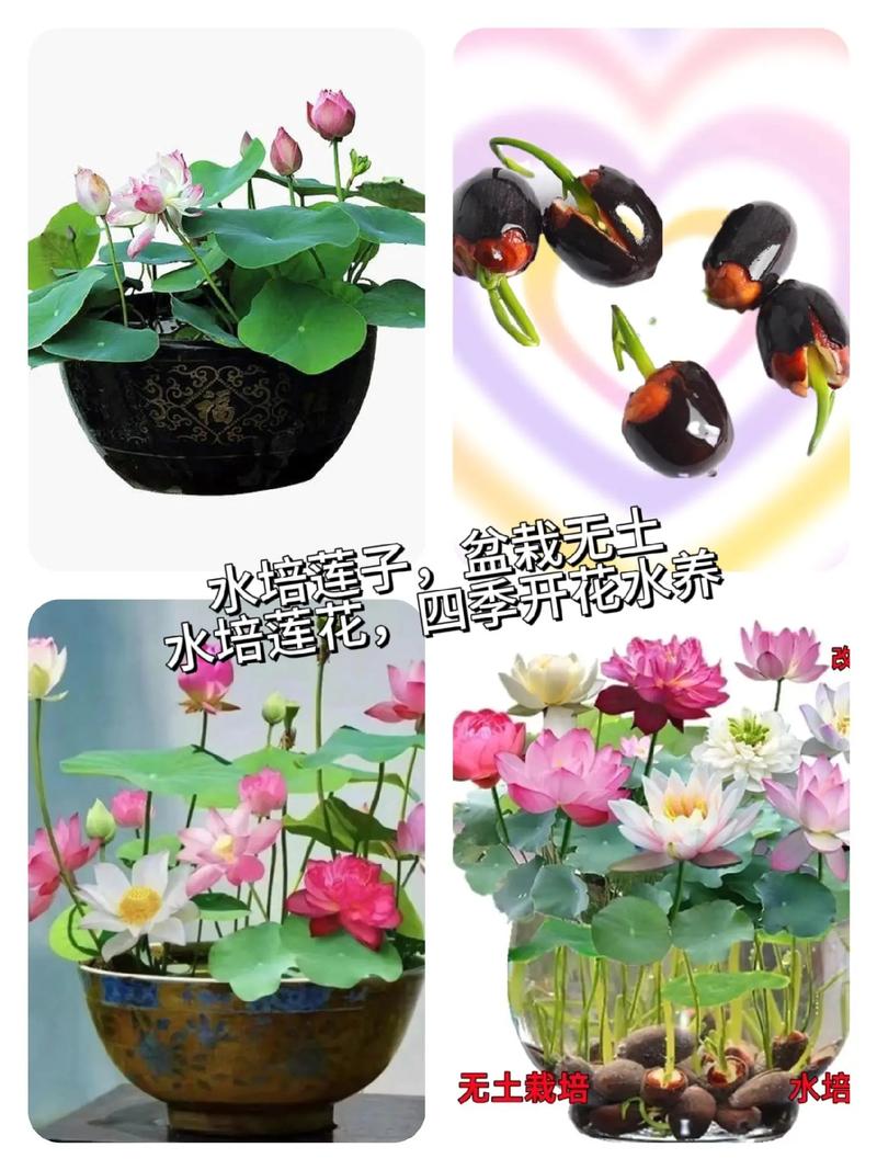 指甲莲花怎么养，水果莲夏季种植方法。 指甲莲花怎么养，水果莲夏季种植方法。 水果种植