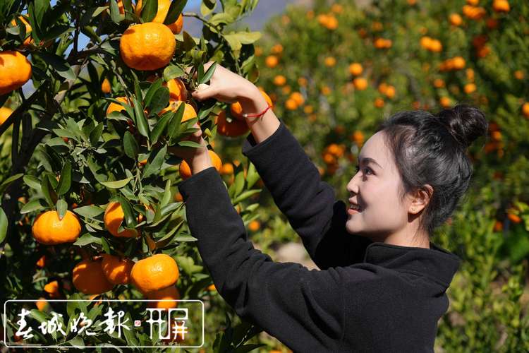 邯郸附近哪里有采摘橘子的地方，邯郸草莓水果种植基地在哪里。 邯郸附近哪里有采摘橘子的地方，邯郸草莓水果种植基地在哪里。 家禽养殖