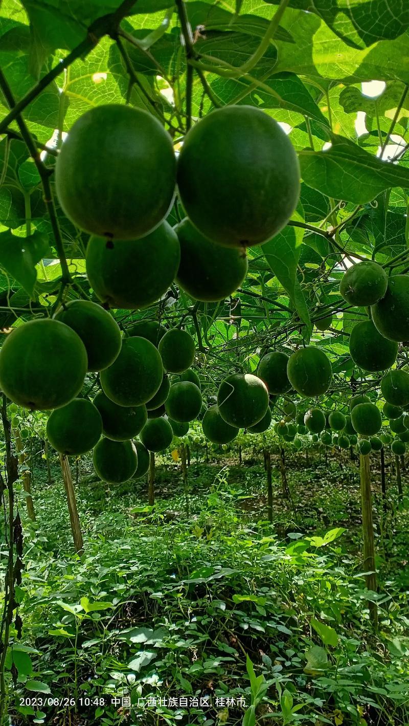 贵州遵义有种植罗汉果吗，遵义特色水果种植基地。 贵州遵义有种植罗汉果吗，遵义特色水果种植基地。 畜牧养殖