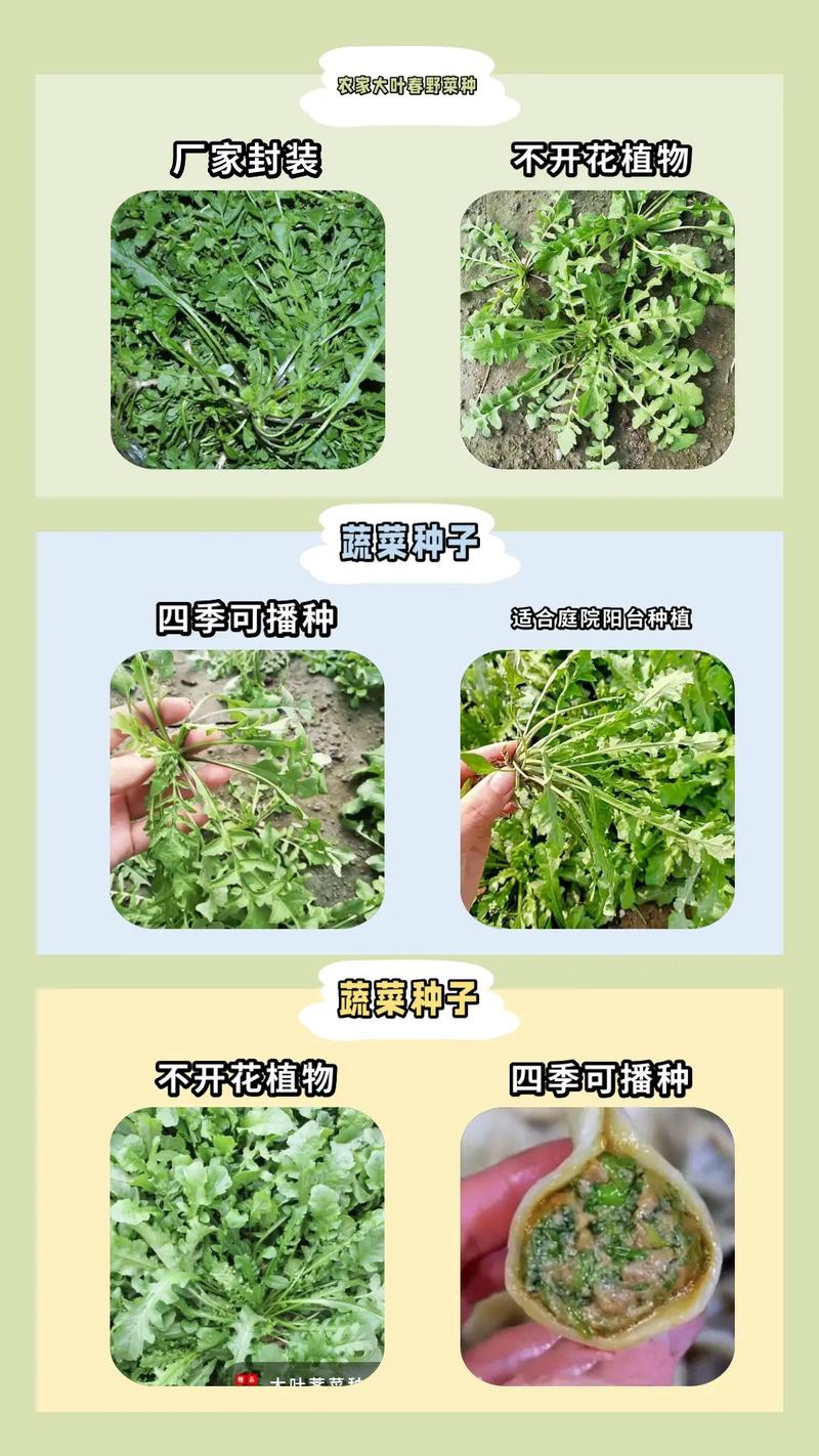 在农村搞种植，怎么和周边的超市，水果蔬菜点合作，怎么种植合体水果蔬菜呢。 在农村搞种植，怎么和周边的超市，水果蔬菜点合作，怎么种植合体水果蔬菜呢。 蔬菜种植