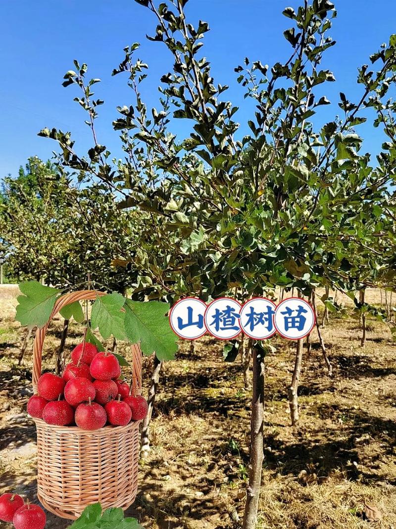 山地适合种植什么高价值作物，水果种植山楂视频大全图片。 山地适合种植什么高价值作物，水果种植山楂视频大全图片。 畜牧养殖