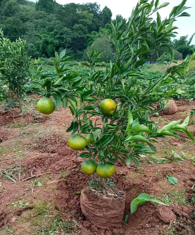 福建沃柑什么时候上市，福建早熟水果种植基地在哪里。 福建沃柑什么时候上市，福建早熟水果种植基地在哪里。 土壤施肥