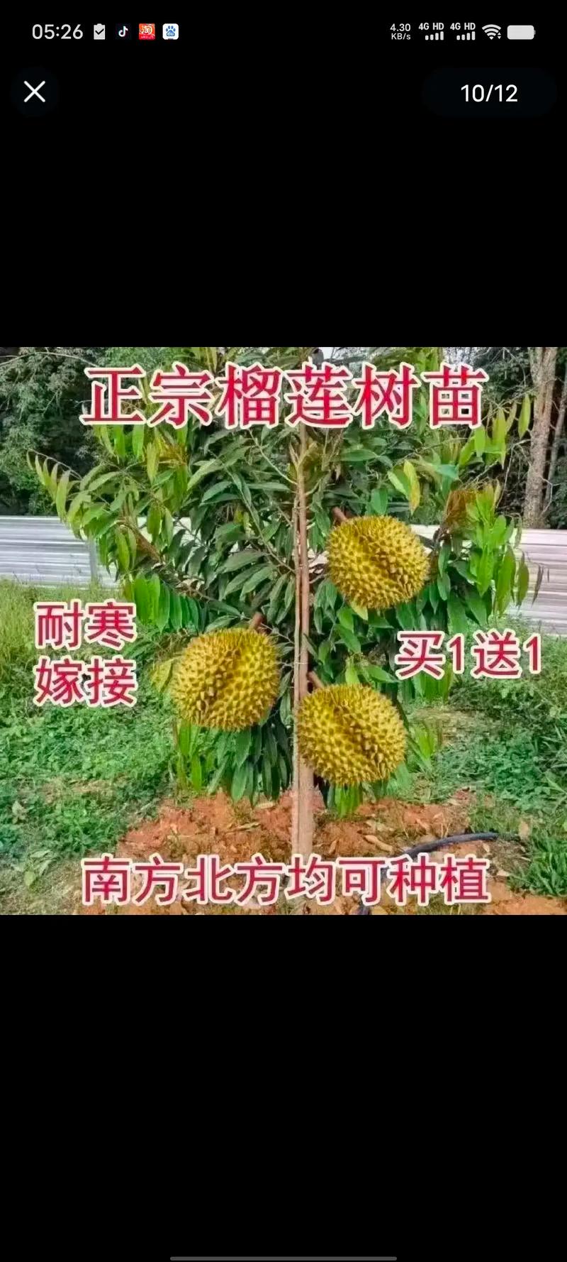 广西贺州适合种植菠萝蜜和榴莲吗，老挝水果种植行情怎么样。 广西贺州适合种植菠萝蜜和榴莲吗，老挝水果种植行情怎么样。 土壤施肥