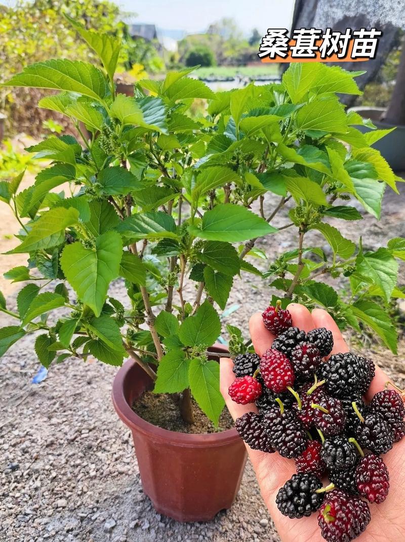 桑葚树苗的种植方法与技术，如何种植水果桑果视频。 桑葚树苗的种植方法与技术，如何种植水果桑果视频。 水果种植