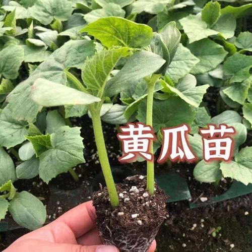 水果黄瓜苗的种植方法，水果种植秧苗图片大全。 水果黄瓜苗的种植方法，水果种植秧苗图片大全。 蔬菜种植