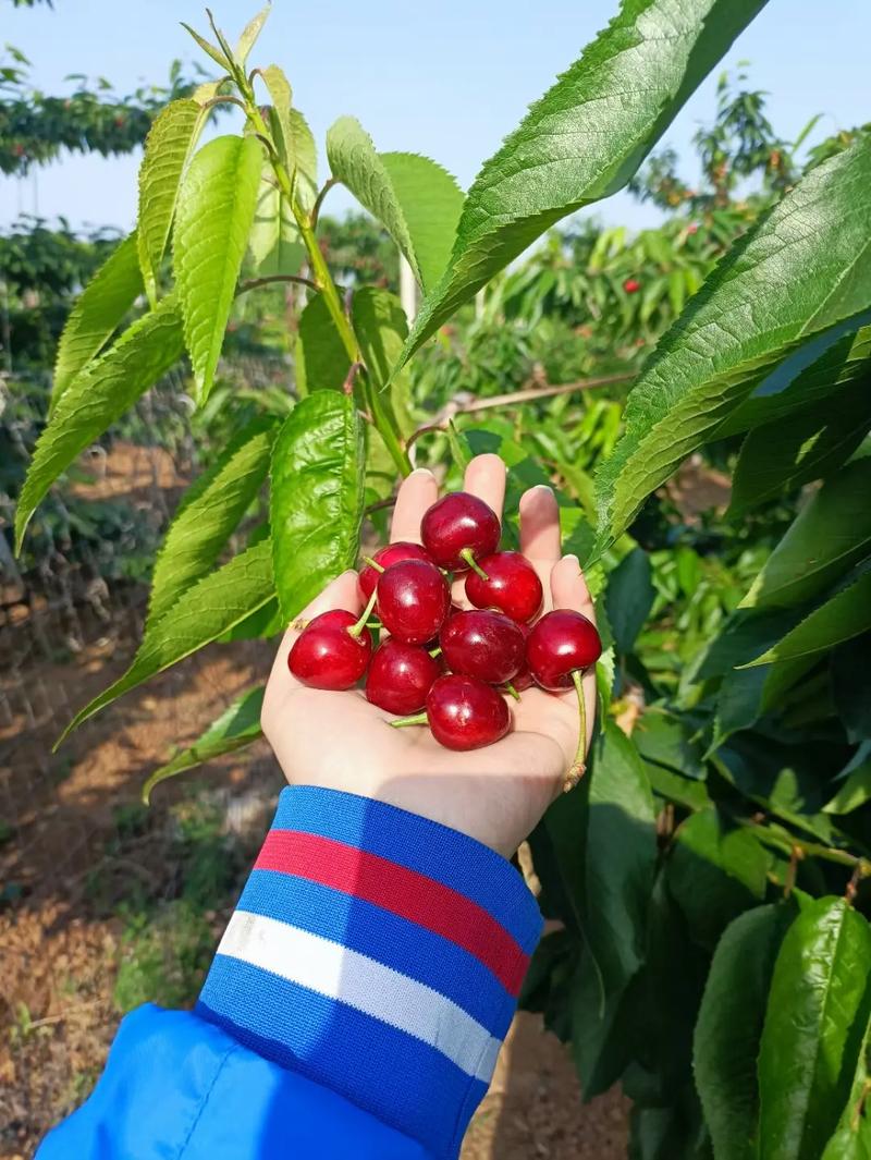 沂水县有什么特产，沂水水果樱桃种植基地在哪里。 沂水县有什么特产，沂水水果樱桃种植基地在哪里。 家禽养殖