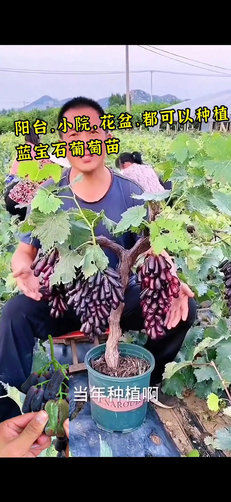 辽宁哪里能买到蓝宝石莆萄苗，辽宁水果种植户买卖微信群。 辽宁哪里能买到蓝宝石莆萄苗，辽宁水果种植户买卖微信群。 土壤施肥