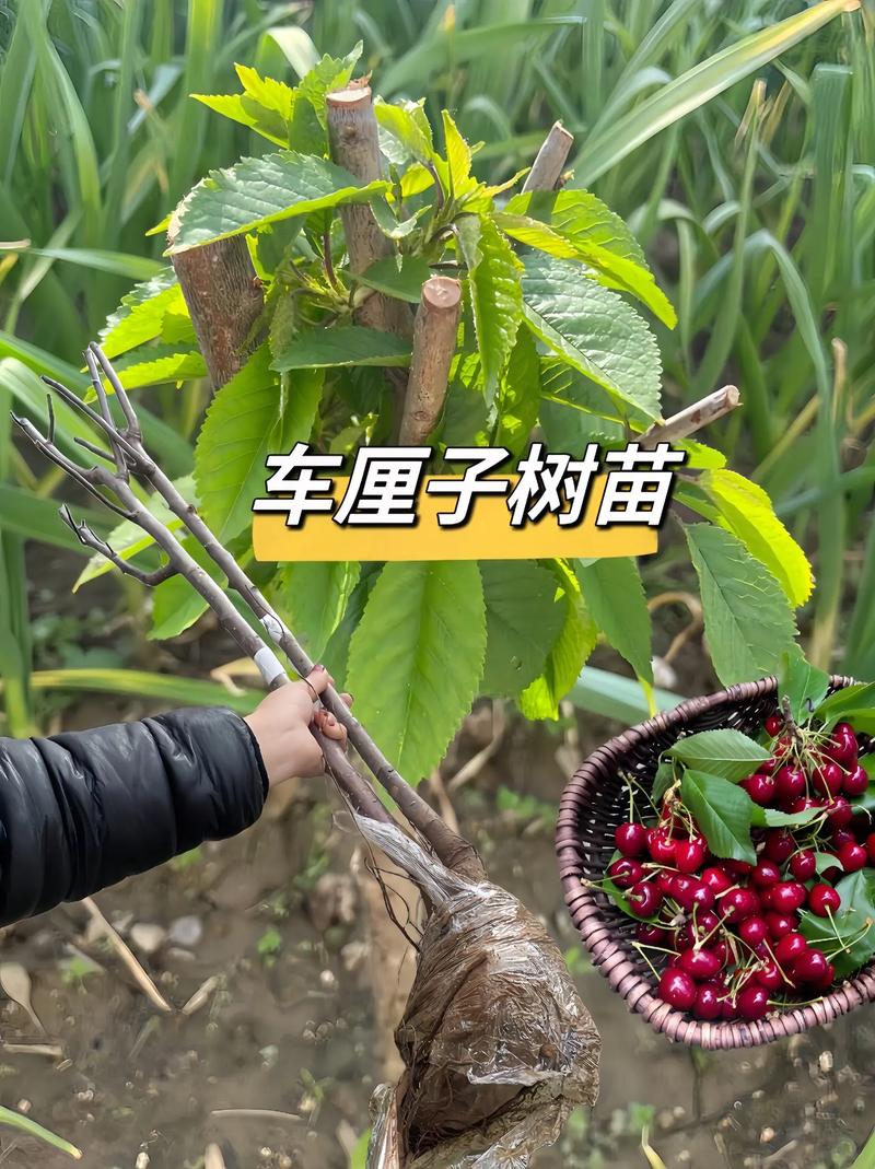 车厘子怎么种植，车厘子水果种植技术。 车厘子怎么种植，车厘子水果种植技术。 蔬菜种植