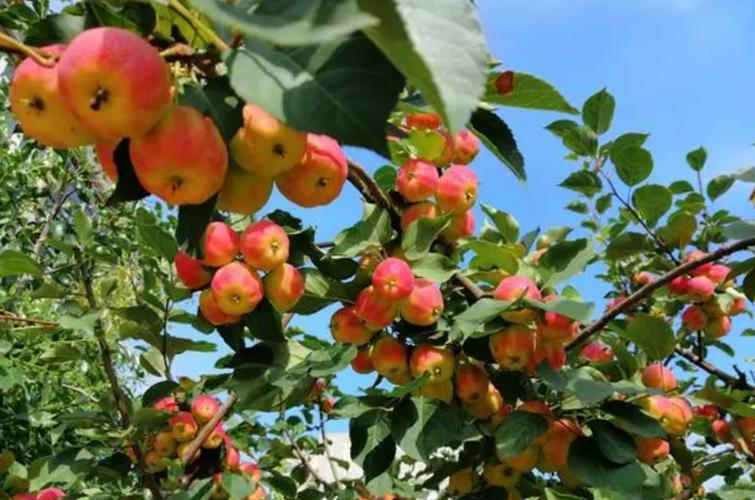 四川沙土适合种植什么果树，沙土可以种植什么水果呢。 四川沙土适合种植什么果树，沙土可以种植什么水果呢。 水果种植