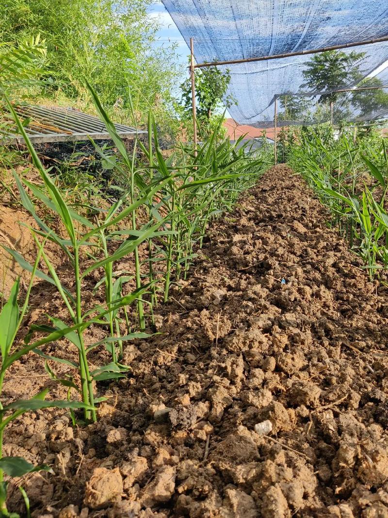 生姜是水果吗，阳新白沙镇水果种植基地。 生姜是水果吗，阳新白沙镇水果种植基地。 畜牧养殖