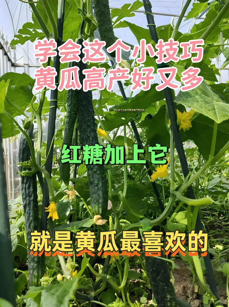 东北晒干菜过夏季能吃吗，过夏水果黄瓜怎么种植视频。 东北晒干菜过夏季能吃吗，过夏水果黄瓜怎么种植视频。 土壤施肥