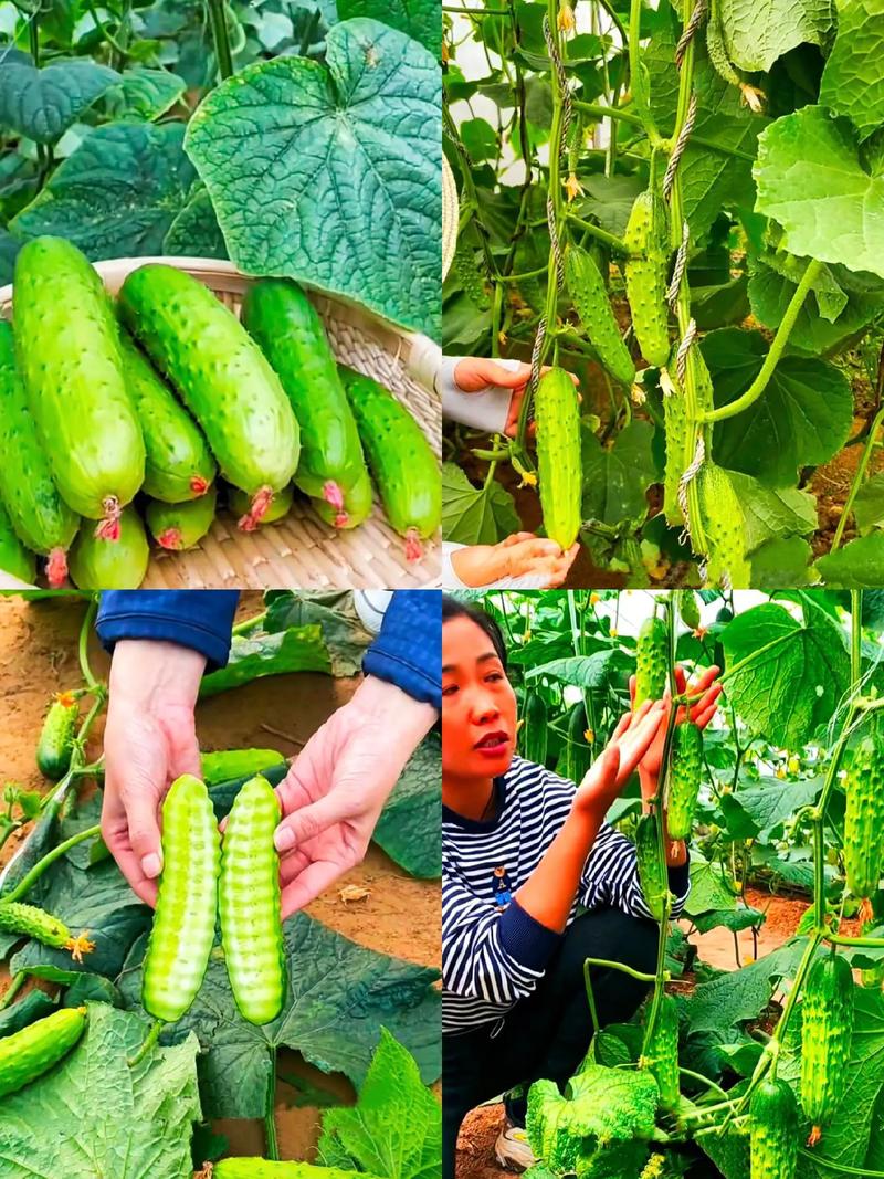 水果黄瓜的种植技术与管理，水果黄瓜怎样种植最好吃。 水果黄瓜的种植技术与管理，水果黄瓜怎样种植最好吃。 土壤施肥