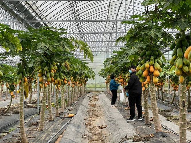 现在农业种植什么热带水果好卖，温室大棚种植热带水果有哪些。 现在农业种植什么热带水果好卖，温室大棚种植热带水果有哪些。 畜牧养殖