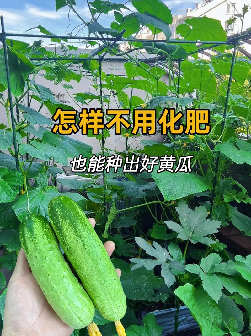 冬季黄瓜怎么种，水果黄瓜冬天怎么种植视频。 冬季黄瓜怎么种，水果黄瓜冬天怎么种植视频。 水果种植