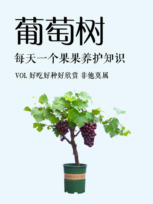 葡萄怎么卖吸引人，种植葡萄水果销售方案怎么写。 葡萄怎么卖吸引人，种植葡萄水果销售方案怎么写。 水果种植