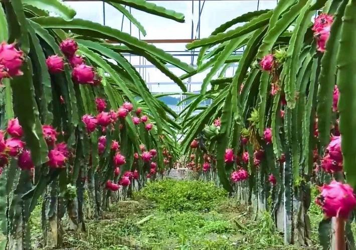 火龙果生长需要哪些环境条件？适合种植在哪些地区，盈江春季水果种植面积多少。 火龙果生长需要哪些环境条件？适合种植在哪些地区，盈江春季水果种植面积多少。 土壤施肥