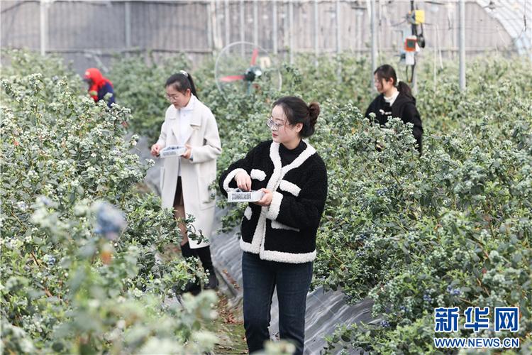 连云港产水果吗，淮安水果种植园在哪里。 连云港产水果吗，淮安水果种植园在哪里。 家禽养殖