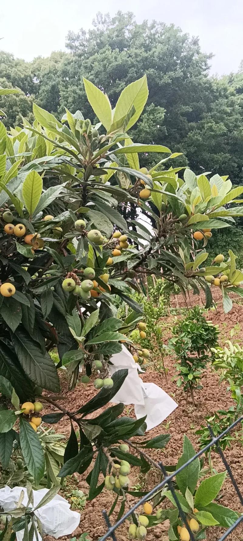 山东临沂能种枇杷树吗，济南种植水果吗好吗。 山东临沂能种枇杷树吗，济南种植水果吗好吗。 蔬菜种植