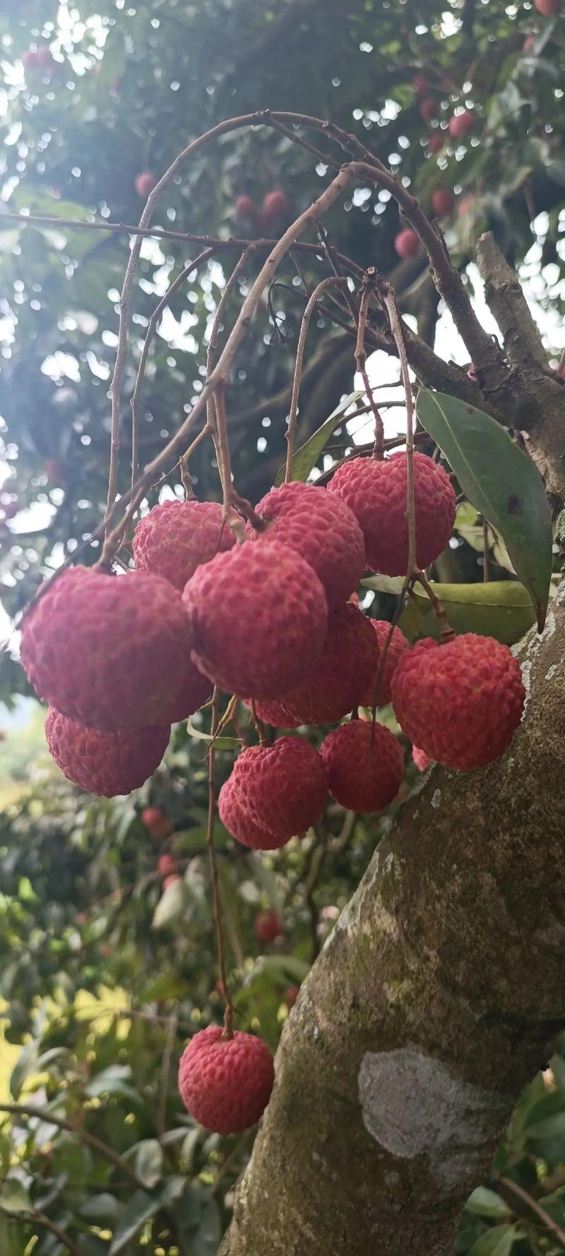 灵山香荔介绍，灵山春节水果种植基地。 灵山香荔介绍，灵山春节水果种植基地。 蔬菜种植