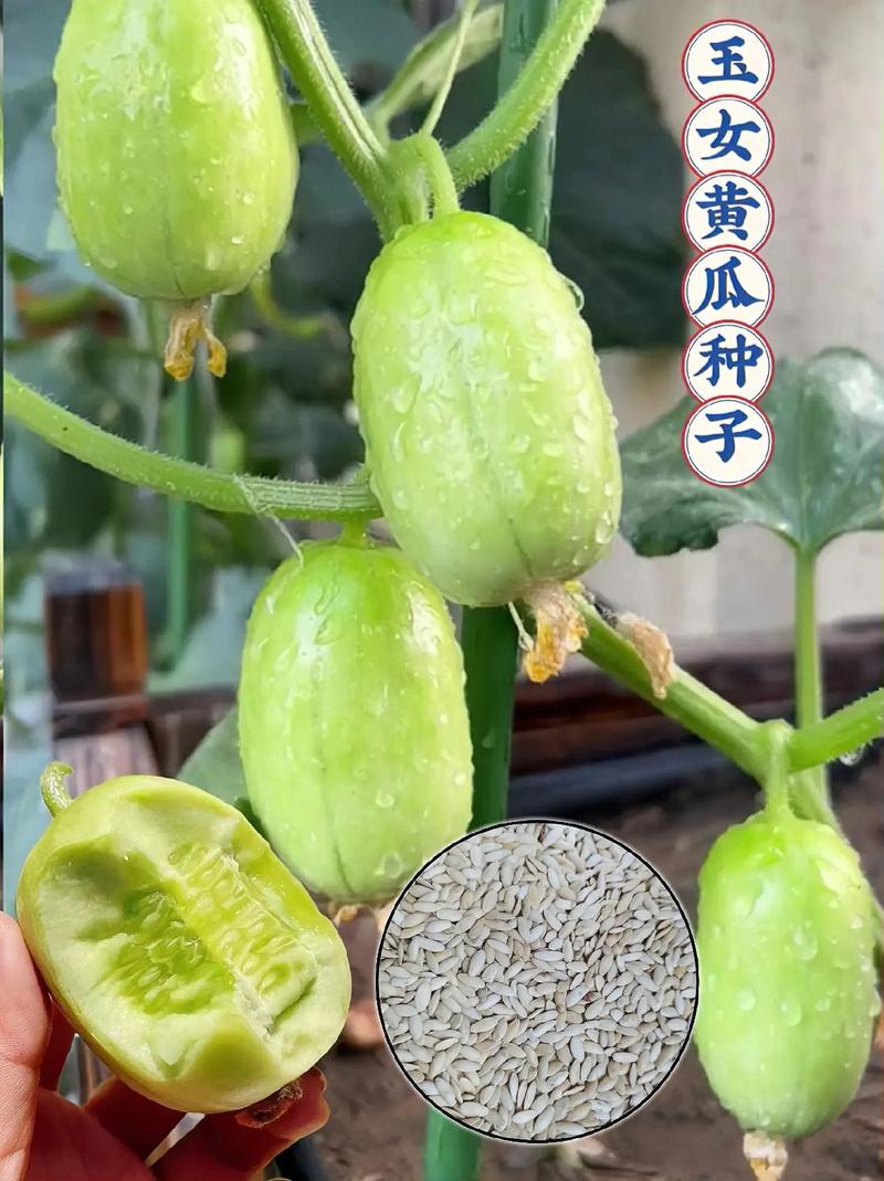 摩动核开箱视频怎么录，水果果核家庭种植视频教程。 摩动核开箱视频怎么录，水果果核家庭种植视频教程。 水果种植