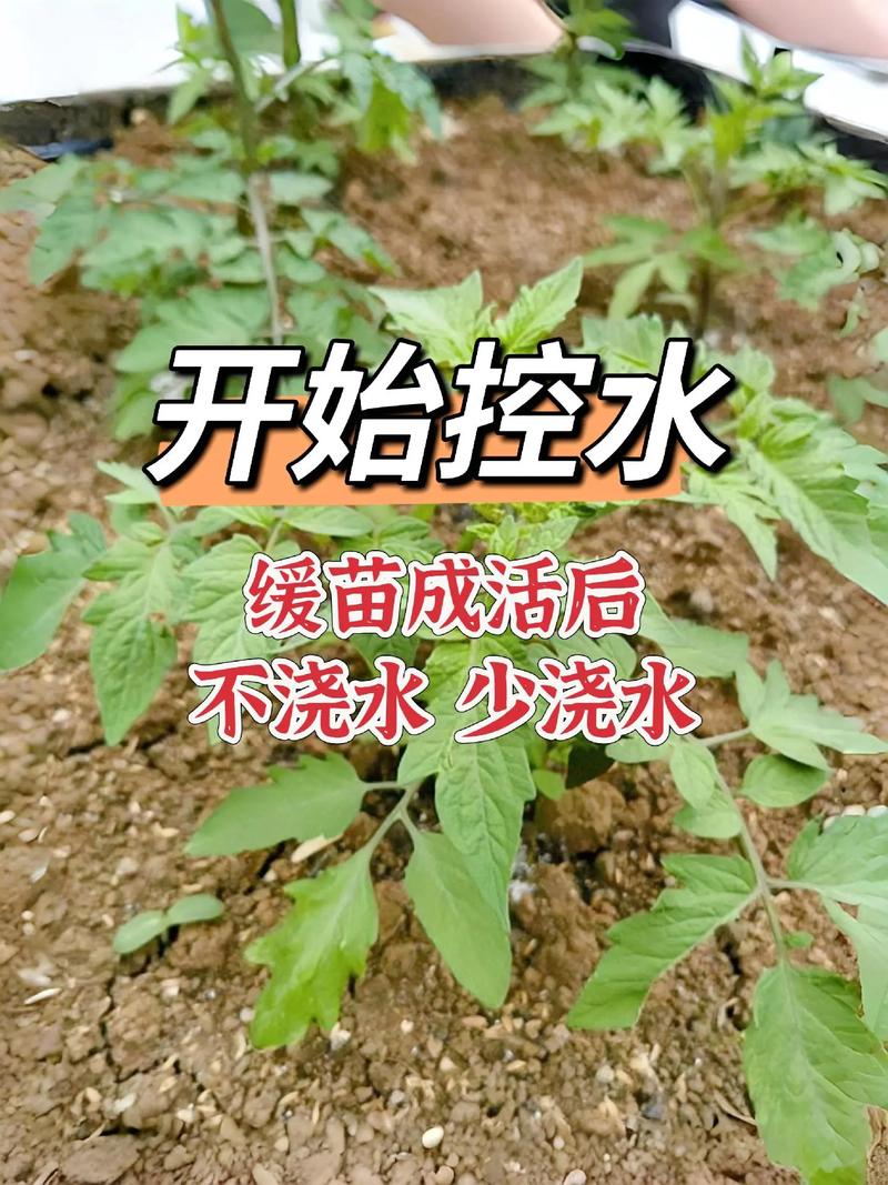 海南西红柿种植时间和方法，去海南种水果。 海南西红柿种植时间和方法，去海南种水果。 水果种植