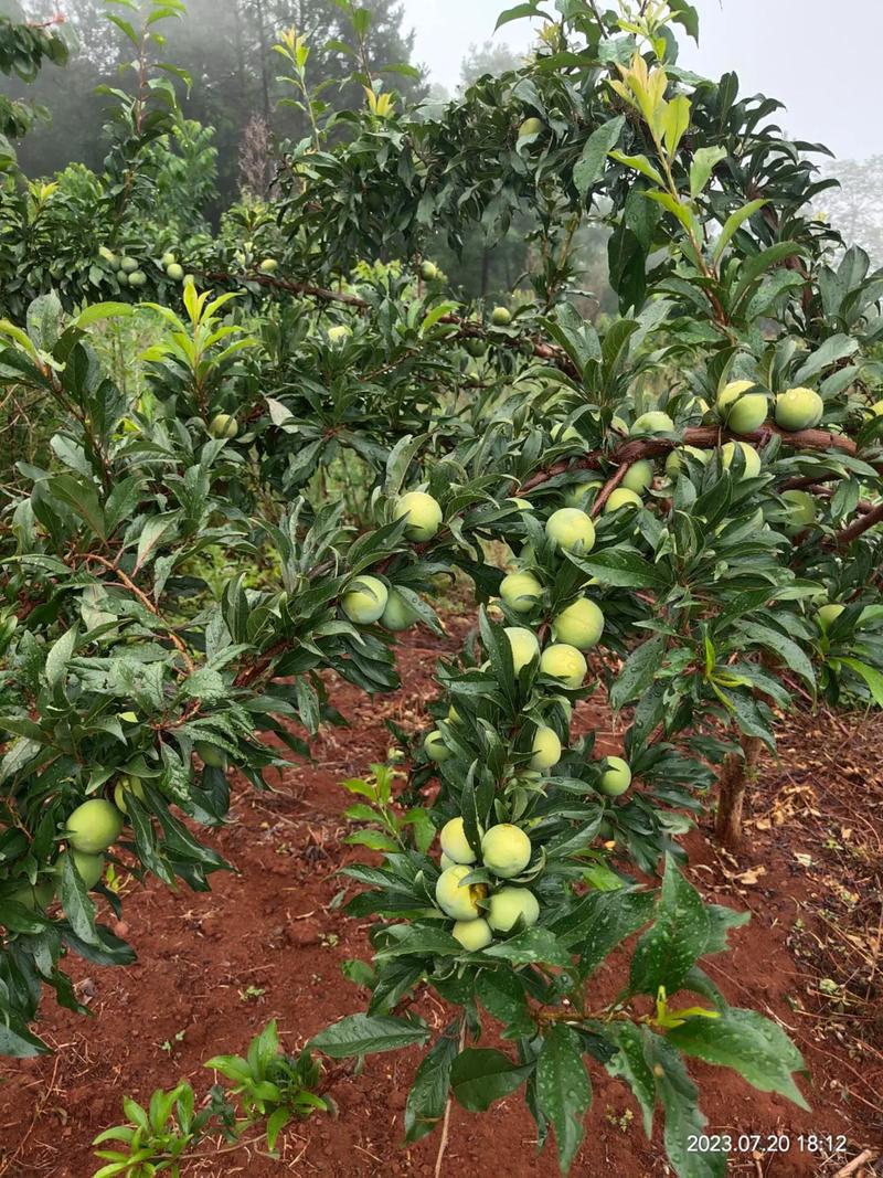 怎么运营大型水果多品种种植基地，水果种植基地资料大全图片。 怎么运营大型水果多品种种植基地，水果种植基地资料大全图片。 土壤施肥