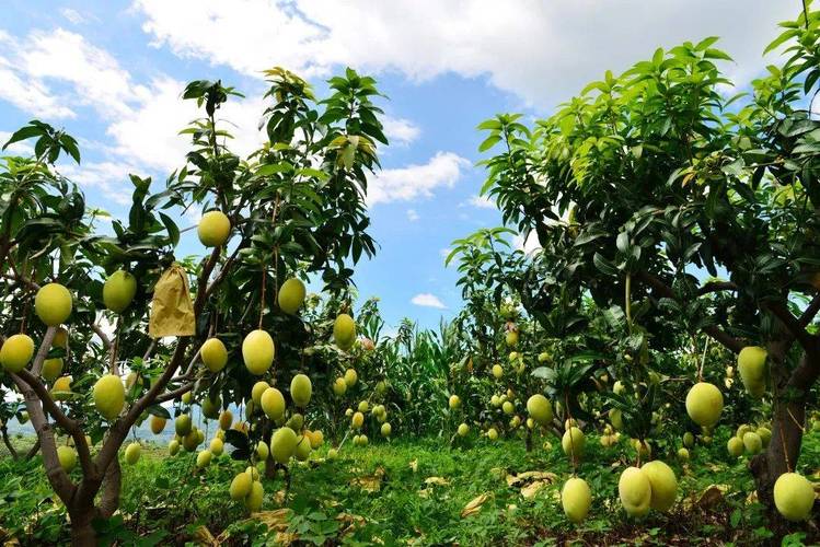 7月份昆山水果有哪些，昆山热带水果种植基地在哪里。 7月份昆山水果有哪些，昆山热带水果种植基地在哪里。 蔬菜种植