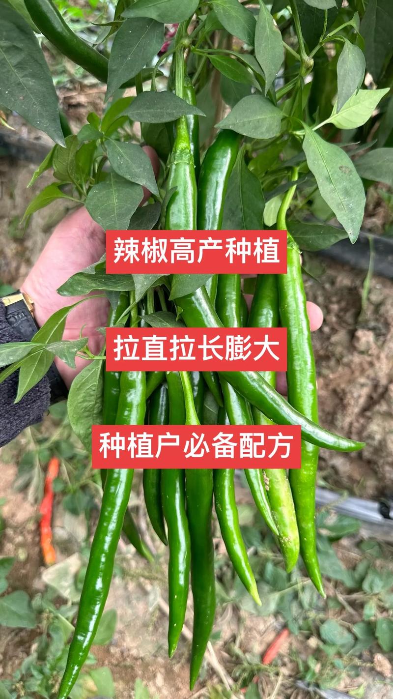 怎么促进辣椒果实的膨大，宣城种植水果的地方。 怎么促进辣椒果实的膨大，宣城种植水果的地方。 家禽养殖