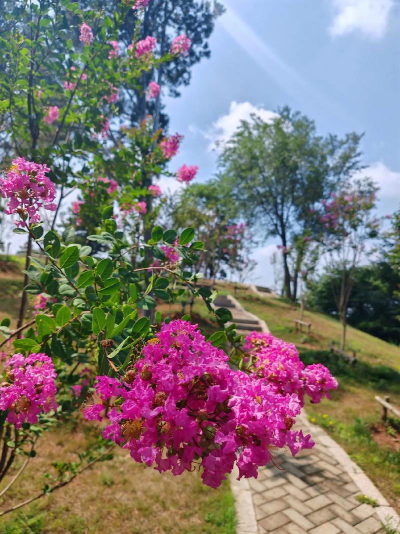 请问庄子是不是和自己的妻子没有感情，无为水果芒果种植基地在哪里。 请问庄子是不是和自己的妻子没有感情，无为水果芒果种植基地在哪里。 家禽养殖