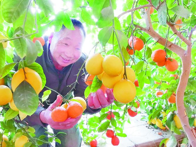 用大棚种什么水果挣钱，种植水果什么价格合适呢。 用大棚种什么水果挣钱，种植水果什么价格合适呢。 水果种植