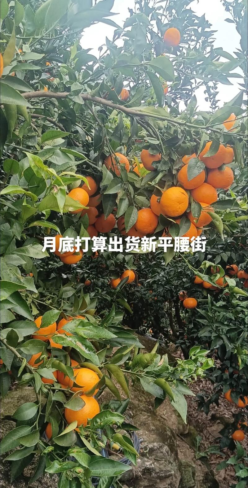 宾川盛产那些水果求告知，谢谢，云南宾川水果种植基地地址。 宾川盛产那些水果求告知，谢谢，云南宾川水果种植基地地址。 畜牧养殖