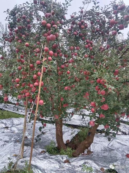 适合云南种植的新品种果树，昆明土地种植什么水果最好。 适合云南种植的新品种果树，昆明土地种植什么水果最好。 土壤施肥