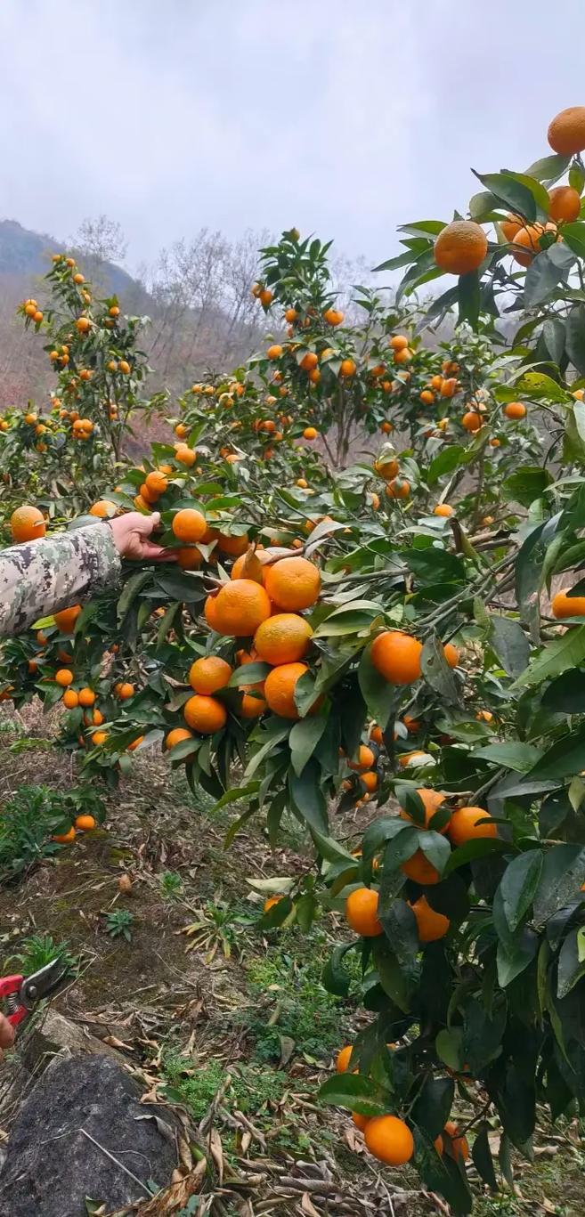 清明时节种什么果树，清明前后种植什么水果最好。 清明时节种什么果树，清明前后种植什么水果最好。 家禽养殖