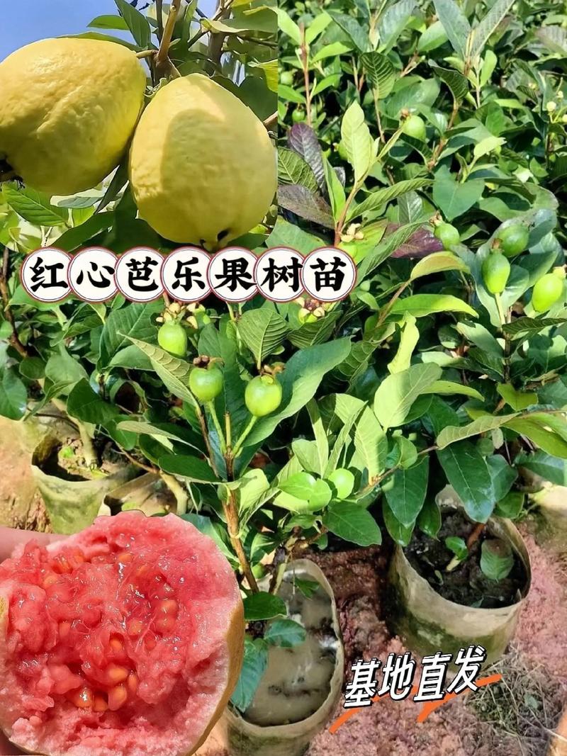 芭芭农场水果种植难度都一样吗，大型水果种植基地。 芭芭农场水果种植难度都一样吗，大型水果种植基地。 水果种植