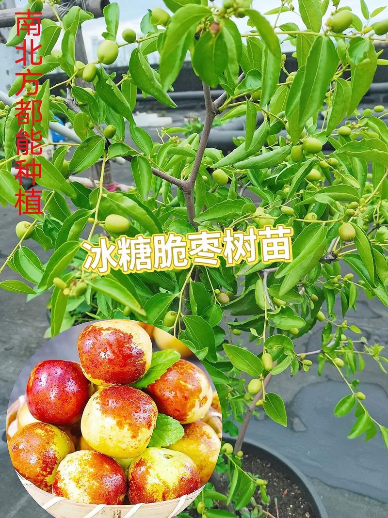 南方适合种什么水果，南方能种植水果吗冬天。 南方适合种什么水果，南方能种植水果吗冬天。 水果种植