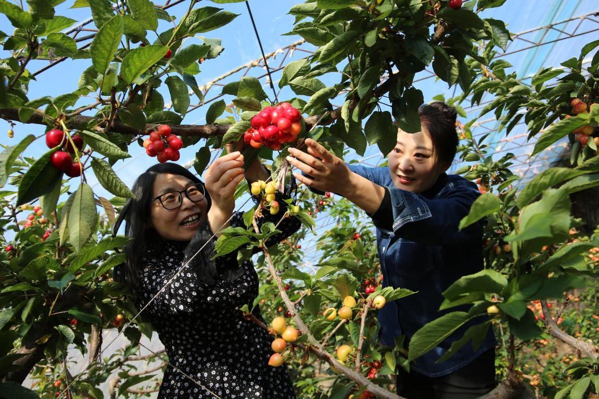 承德兴隆花市村好吗，兴隆镇水果种植面积多少亩。 承德兴隆花市村好吗，兴隆镇水果种植面积多少亩。 畜牧养殖