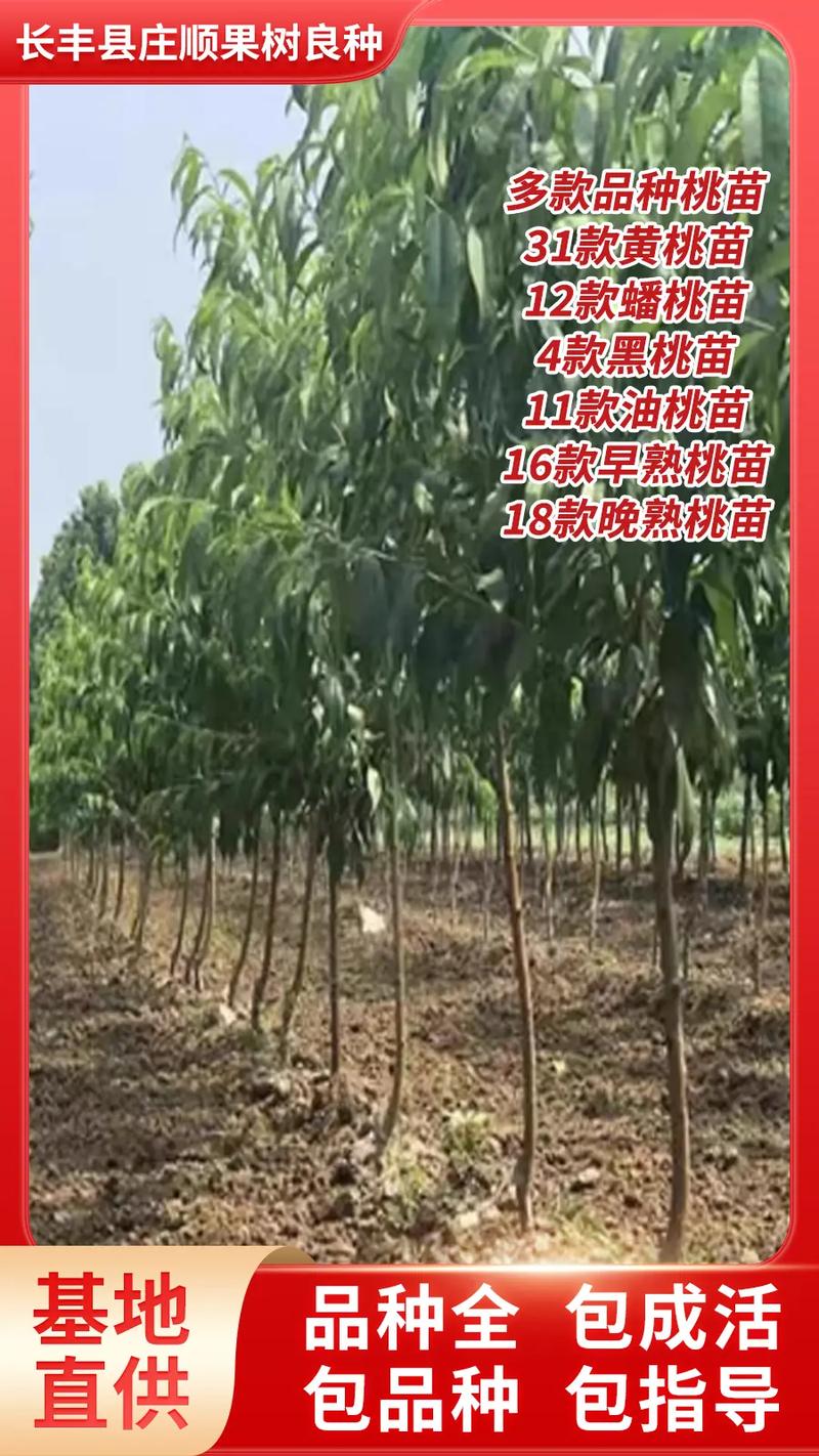 徐州地区适合种植那些果树，徐州水果种植网站。 徐州地区适合种植那些果树，徐州水果种植网站。 蔬菜种植