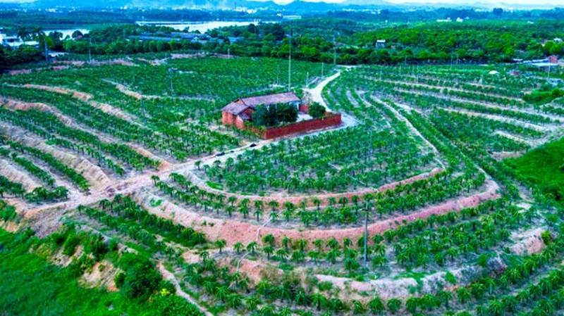 紫埇在高州哪个镇，镇江水果种植基地。 紫埇在高州哪个镇，镇江水果种植基地。 土壤施肥