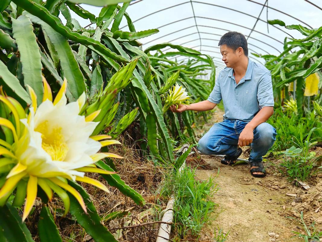 各种水果种植方法，全部水果的种植大全图片。 各种水果种植方法，全部水果的种植大全图片。 家禽养殖