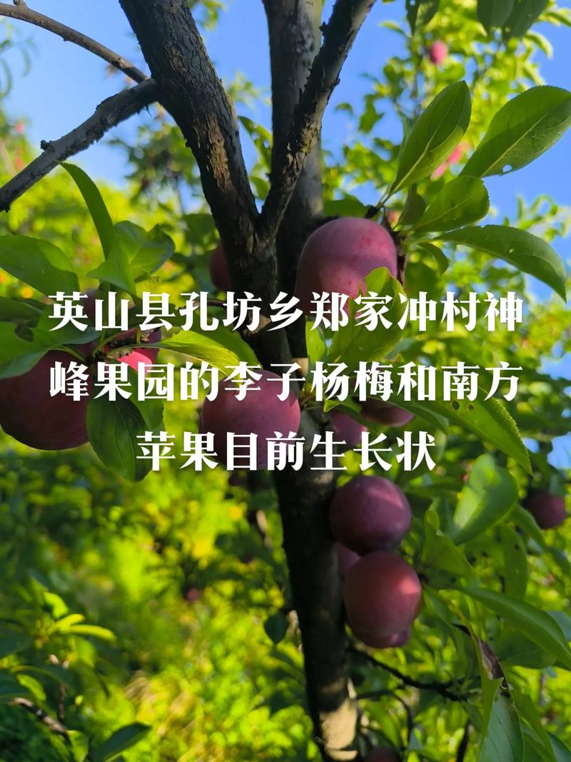 湖南麻阳县属于哪个市，芷江本地水果种植基地在哪里。 湖南麻阳县属于哪个市，芷江本地水果种植基地在哪里。 水果种植