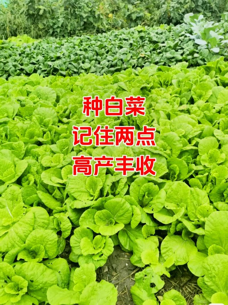 保定几月份种植大白菜，保定水果萝卜种植基地在哪里。 保定几月份种植大白菜，保定水果萝卜种植基地在哪里。 土壤施肥