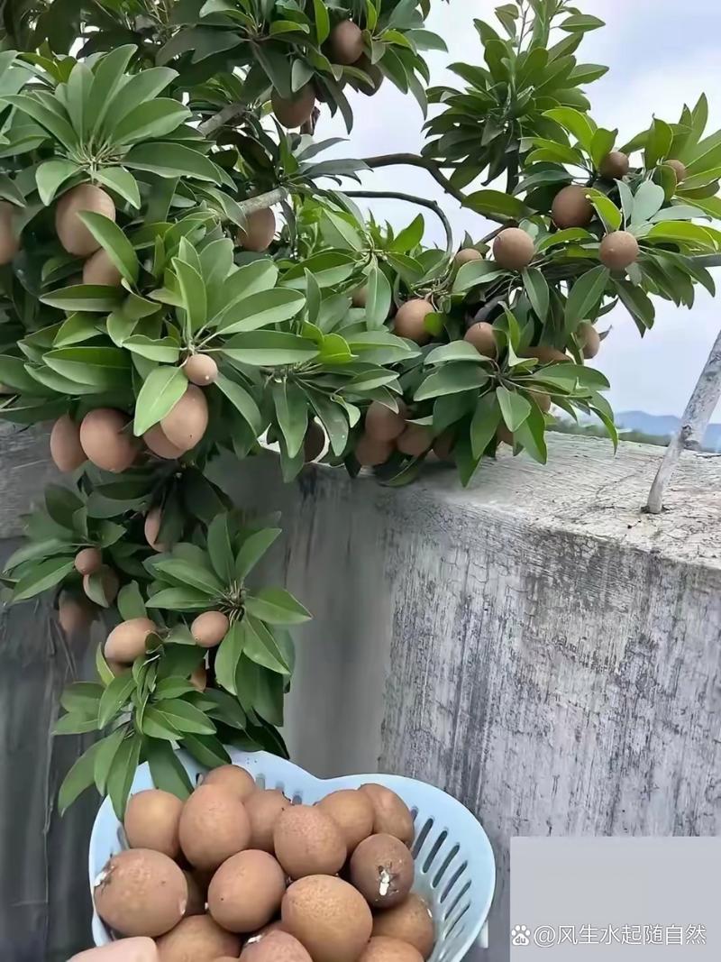 在广东深圳比较合适种什么水果，深圳农田种植水果有补贴吗。 在广东深圳比较合适种什么水果，深圳农田种植水果有补贴吗。 土壤施肥