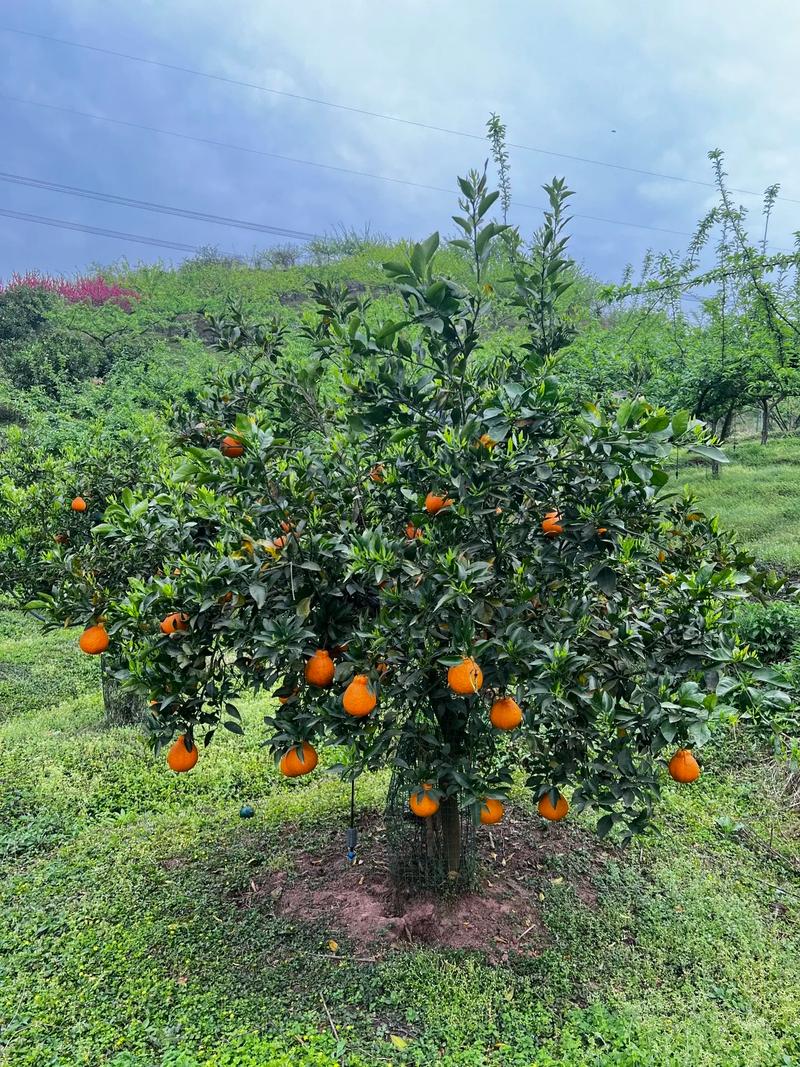 重庆适合种植什么水果，重庆稀有水果种植基地。 重庆适合种植什么水果，重庆稀有水果种植基地。 畜牧养殖