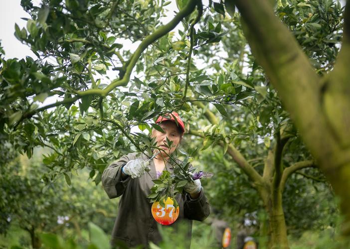 安徽南方种植哪些水果较好，安徽水果种植技术培训。 安徽南方种植哪些水果较好，安徽水果种植技术培训。 蔬菜种植