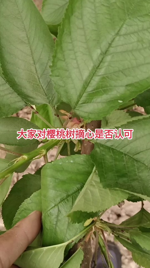 樱桃的幼树要不要摘心，种植什么水果不用打顶呢。 樱桃的幼树要不要摘心，种植什么水果不用打顶呢。 家禽养殖